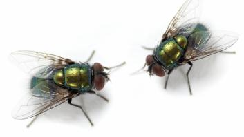 El confinamiento y la primavera disparan la aparición de los insectos