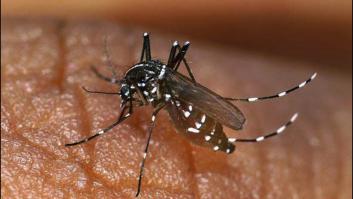 El temido mosquito tigre se cuela en el centro de Madrid