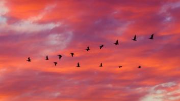 Un lenguaje que sólo los pájaros saben