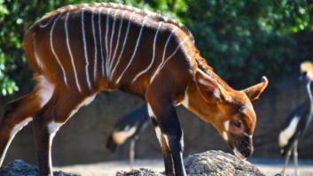 El primer bongo de Bioparc Valencia (FOTOS)
