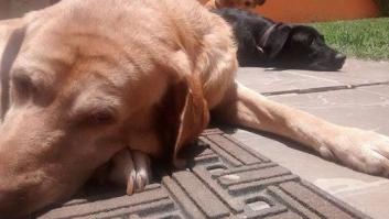 Dani Rovira: "Fronky y yo nos parecemos en que ambos estamos cegatos"