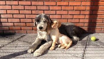 Los labradores marrones tienen menos esperanza de vida que los de otro color