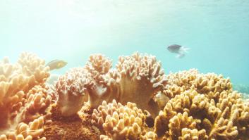 Cómo restaurar el mar