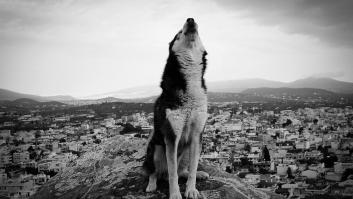 ¿Regresará la fauna silvestre a sus refugios ahora que volvemos a las calles?