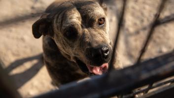Cómo puedes ayudar a tu perro si entra en pánico cada vez que oye un petardo