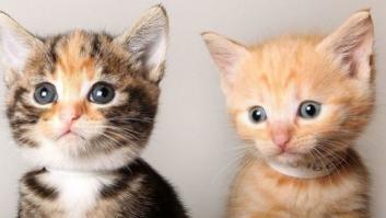 Cómo hacer que tu gato acepte a una nueva mascota y se lleven bien