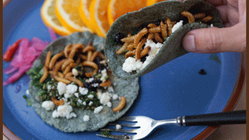 Ocho trucos para mantener a raya a los insectos en tu terraza