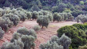 El paisaje del olivar andaluz, candidato español a la Lista de Patrimonio Mundial de la Unesco