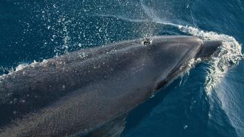 El armamento militar de Marruecos amenaza a las ballenas de Canarias