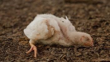 No hay responsabilidad social sin bienestar animal