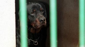 Un hombre de 47 años muere en Coslada tras ser atacado por su rottweiler
