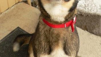 Este perro y tú tenéis algo en común (VÍDEO)