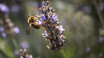 Biodiversidad, más que palabras bonitas
