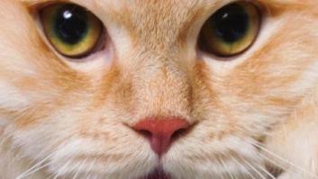 Los gatos como especie invasora: amenaza a la supervivencia de de islas pequeñas