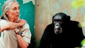 Entrevista con la primatóloga Jane Goodall: "Salvar el planeta depende de cada uno de nosotros"