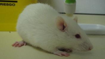 La dieta Dukan aumenta el riesgo de padecer problemas de riñón