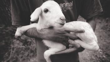 China cría cerdos gigantes del tamaño de "osos polares" ante la escasez de carne por la peste porcina