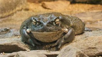 ¿Qué es el rito del sapo bufo por el que fue detenido Nacho Vidal?
