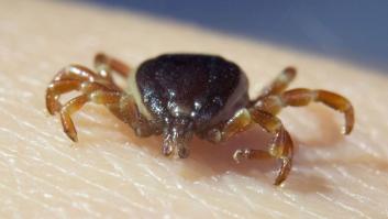 Tres plantas espantan a las molestas garrapatas del verano