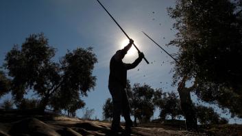 El olivar sale a calle para defenderse de los aranceles de EEUU