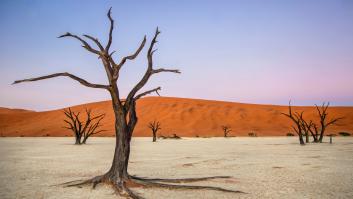 El genocidio de los bosques, nuestra perdición