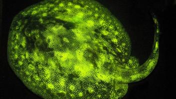 Un pescador de Florida pesca a una raya dando a luz (VÍDEO)