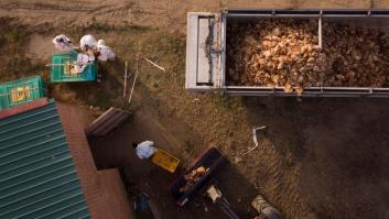 Los brotes de gripe aviar han obligado a sacrificar más de 269.000 aves este año