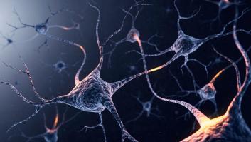 Nuestras neuronas sufren atascos que pueden dañar el cerebro