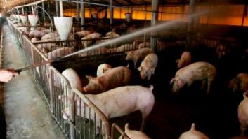 Científicos buscan crear órganos humanos en cerdos