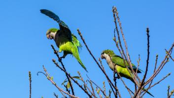 En la idea de acabar con las cotorras "prevalece el instinto de caza, la voluntad de hacer de la ciudad un coto"