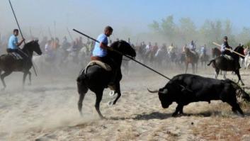 La prohibición de matar en público al Toro de la Vega se convierte en ley