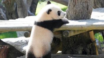 Detenidos dos empleados del Zoo de Madrid que estafaron un millón de euros con la venta de entradas