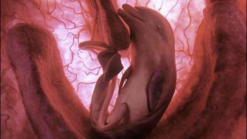 Una pareja rescata a un gato que estaba congelado y pegado al suelo