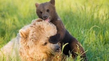 Frank Cuesta: "Me declaro antianimalista"