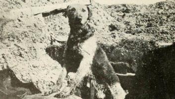 20 increíbles imágenes de animales en la Primera Guerra Mundial (FOTOS)