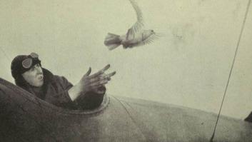 La ciencia lo confirma: las palomas mensajeras tienen la capacidad de aprender socialmente cuáles son las mejores rutas para volar a casa