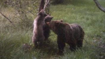 Nacen cuatro oseznos en los Pirineos (FOTOS)