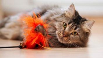 Un estudio señala que los gatos entienden algunos principios de la Física