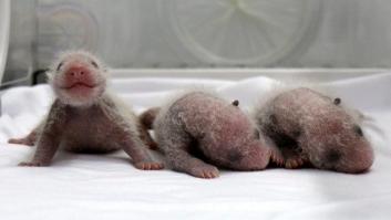 Los trillizos de panda más 'viejos' del mundo crecen en un zoo chino (FOTOS, VÍDEO)