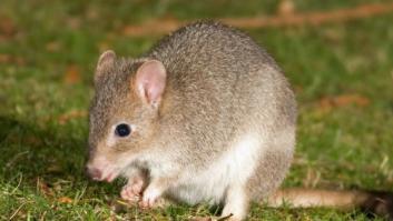 Desaparece la primera especie de mamífero a causa del cambio climático