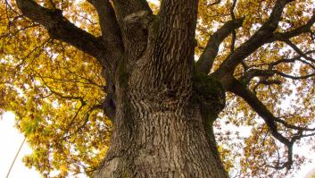 Quieren derruir el roble centenario de la ciudad y los vecinos inician la gran lucha para salvarlo: "Es simplemente un árbol magnífico"