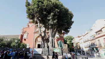 Qué se sabe de la polémica sobre el ficus centenario de Triana que enfrenta a la Iglesia y a ecologistas
