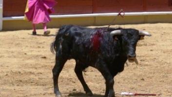 Un estudiante de Tauromaquia necesita 14 estocadas para matar a un novillo (VÍDEO)