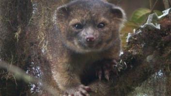 El olinguito, protagonista de la 'ciencia ciudadana'
