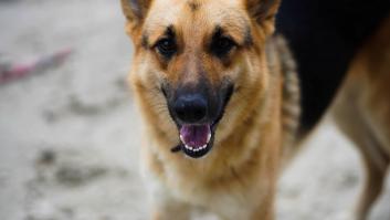 Un perro de 12 años lleva toda su vida en un almacén y se retira: "Urge, su dueño no se lo queda"