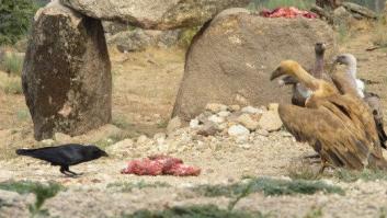 Gran bacanal de buitres en Iruelas: carroñeros al ataque