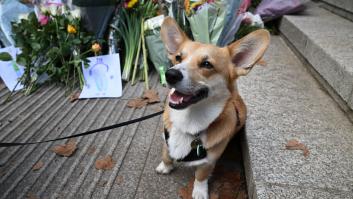 ¿Quién se hará cargo de los perros de la Reina Isabel II?