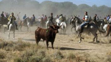 Toro de la Vega 2014: los argumentos a favor y en contra (VOTA)
