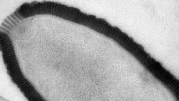 Científicos reviven un virus gigante congelado durante 30.000 años en Siberia