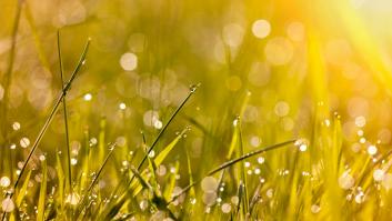 Las pequeñas virtudes